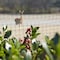 Greenscapes Greenscapes 50 ft. L X 3 ft. W 1 pk Garden Netting 46636 - alternate 2
